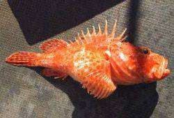 伊豆下田フィッシング 釣果