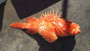 伊豆下田フィッシング 釣果