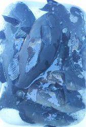 伊豆下田フィッシング 釣果