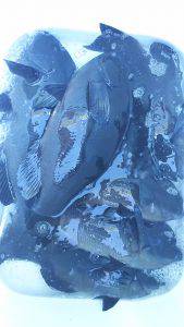 伊豆下田フィッシング 釣果