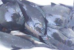 伊豆下田フィッシング 釣果