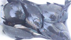 伊豆下田フィッシング 釣果