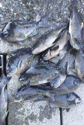 伊豆下田フィッシング 釣果