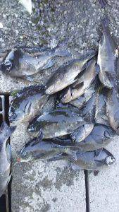 伊豆下田フィッシング 釣果