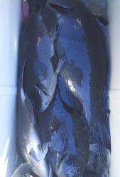 伊豆下田フィッシング 釣果