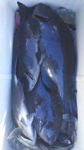 伊豆下田フィッシング 釣果