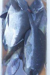 伊豆下田フィッシング 釣果