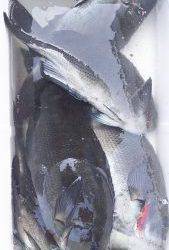 伊豆下田フィッシング 釣果