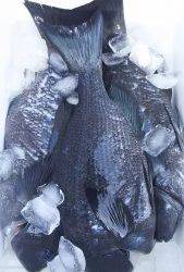 伊豆下田フィッシング 釣果