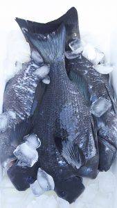 伊豆下田フィッシング 釣果