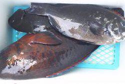 伊豆下田フィッシング 釣果