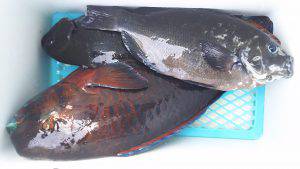 伊豆下田フィッシング 釣果