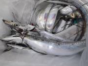 おおせき丸 釣果