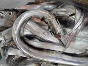 おおせき丸 釣果