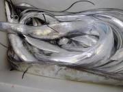 おおせき丸 釣果