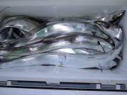 おおせき丸 釣果