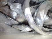 おおせき丸 釣果