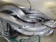 おおせき丸 釣果