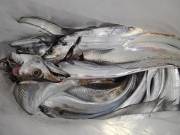 おおせき丸 釣果