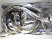 おおせき丸 釣果