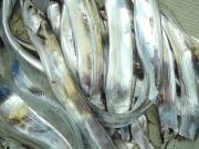 おおせき丸 釣果