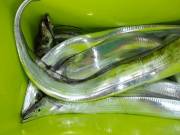 おおせき丸 釣果