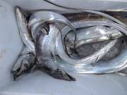 おおせき丸 釣果