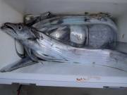 おおせき丸 釣果