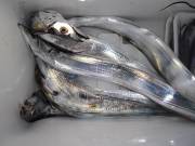 おおせき丸 釣果