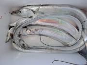 おおせき丸 釣果