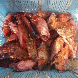 磯部釣船 直栄丸 釣果