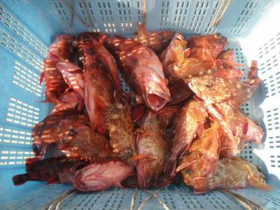 磯部釣船 直栄丸 釣果