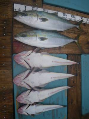 磯部釣船 直栄丸 釣果