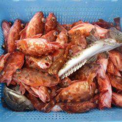 磯部釣船 直栄丸 釣果