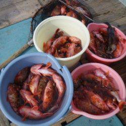 磯部釣船 直栄丸 釣果