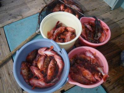 磯部釣船 直栄丸 釣果