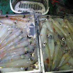 海宝丸 島根 釣果