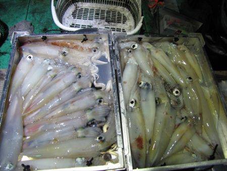 海宝丸　島根 釣果