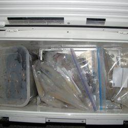 海宝丸 島根 釣果