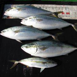 海宝丸　島根 釣果