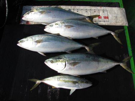 海宝丸　島根 釣果