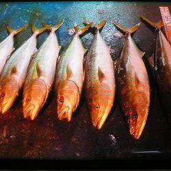 アジアマリンサービス 釣果