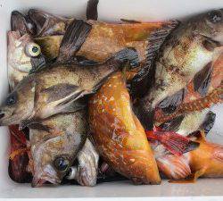 兼六丸 釣果