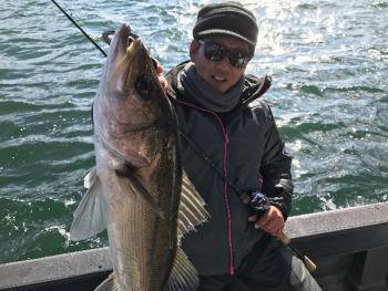 シーマジカル 釣果