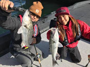 シーマジカル 釣果