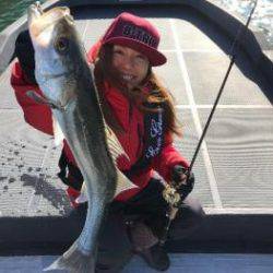 シーマジカル 釣果