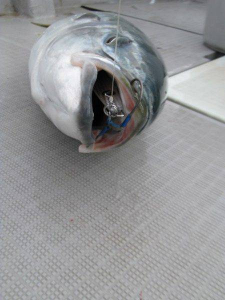 Aquanaut(アクアノート) 釣果