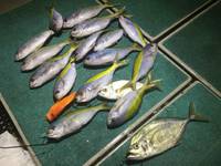 群星・むるぶし 釣果