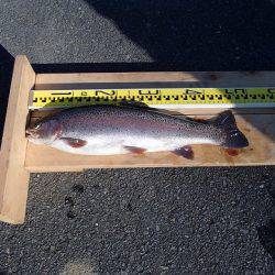 志高湖フィッシング 釣果