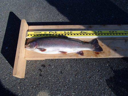 志高湖フィッシング 釣果